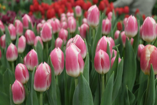 Pink/white tulips Snapshot