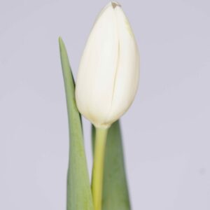 Single white tulip Snowboard