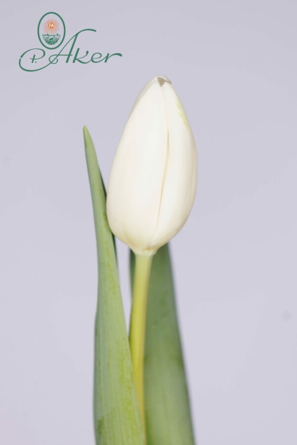 Single white tulip Snowboard