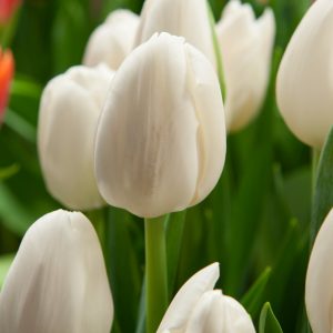 Beautiful white tulip