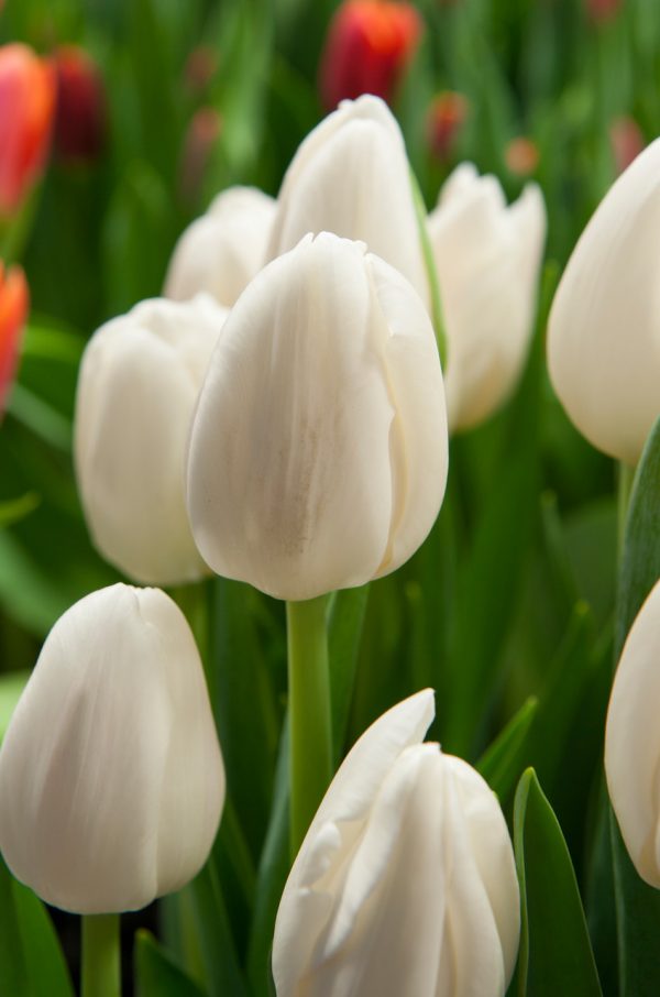 Beautiful white tulip