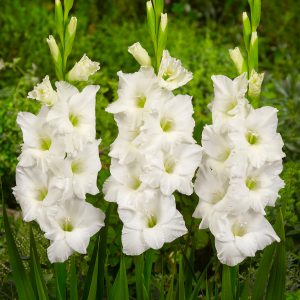 Beautiful white gladiolus 'Sophie'