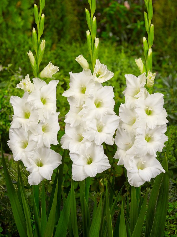 Beautiful white gladiolus 'Sophie'