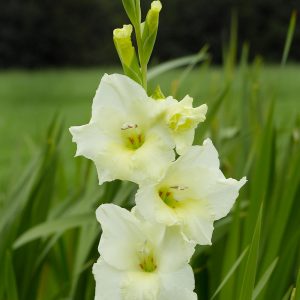 Beautiful light yellow gladiolus 'Speed date'