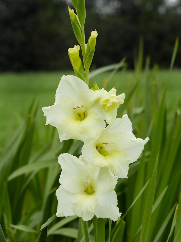 Beautiful light yellow gladiolus 'Speed date'