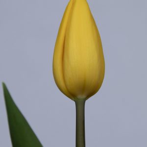 Single yellow tulip Strong Gold