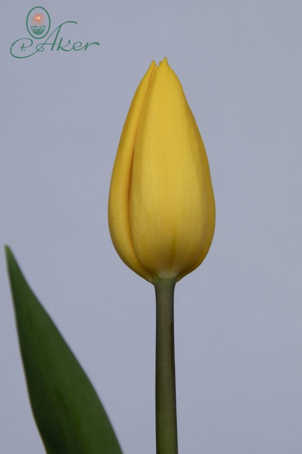 Single yellow tulip Strong Gold