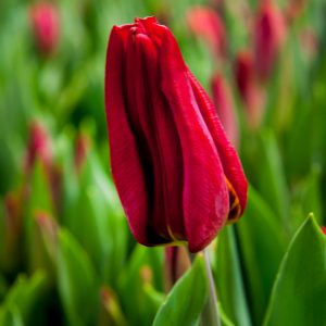 Red tulip Strong Power