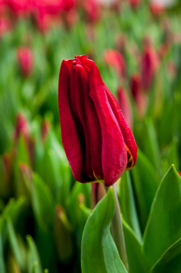 Red tulip Strong Power