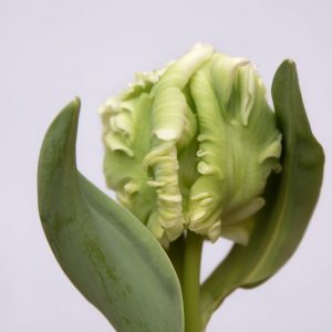 Beautiful green/white double tulip Super Parrot