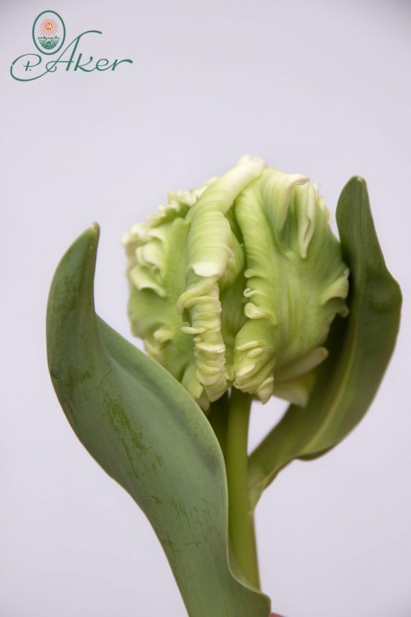 Beautiful green/white double tulip Super Parrot