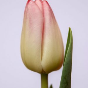 Beautiful pink tulip Supermodel