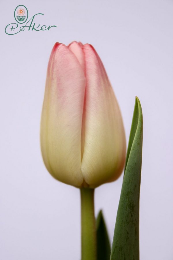Beautiful pink tulip Supermodel