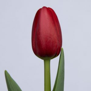 Single red tulip Surrender