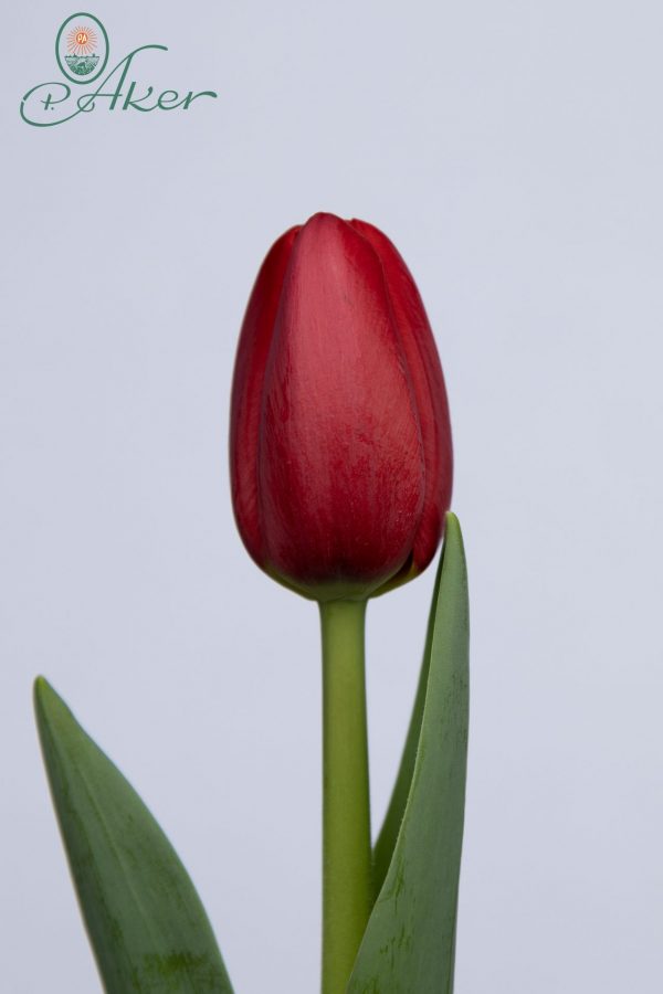 Single red tulip Surrender
