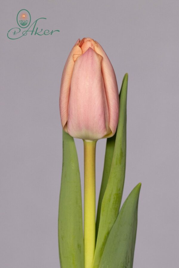 Single light pink tulip Thijs Boots