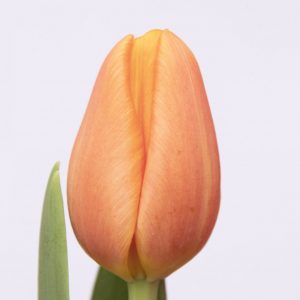 Beautiful orange tulip Time Out