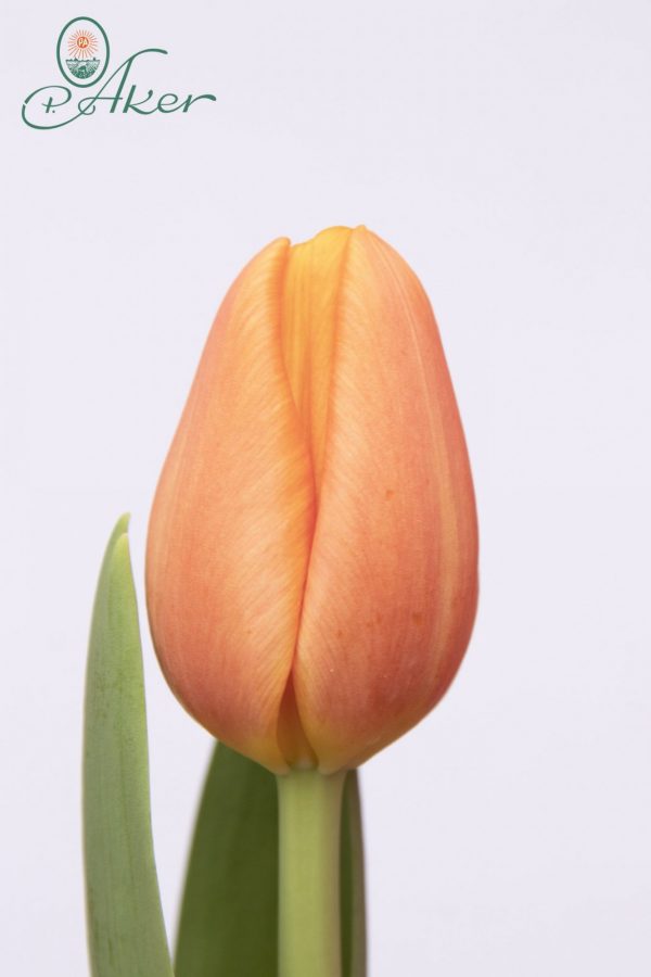 Beautiful orange tulip Time Out