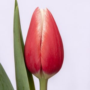 Beautiful red tulipa Timeless