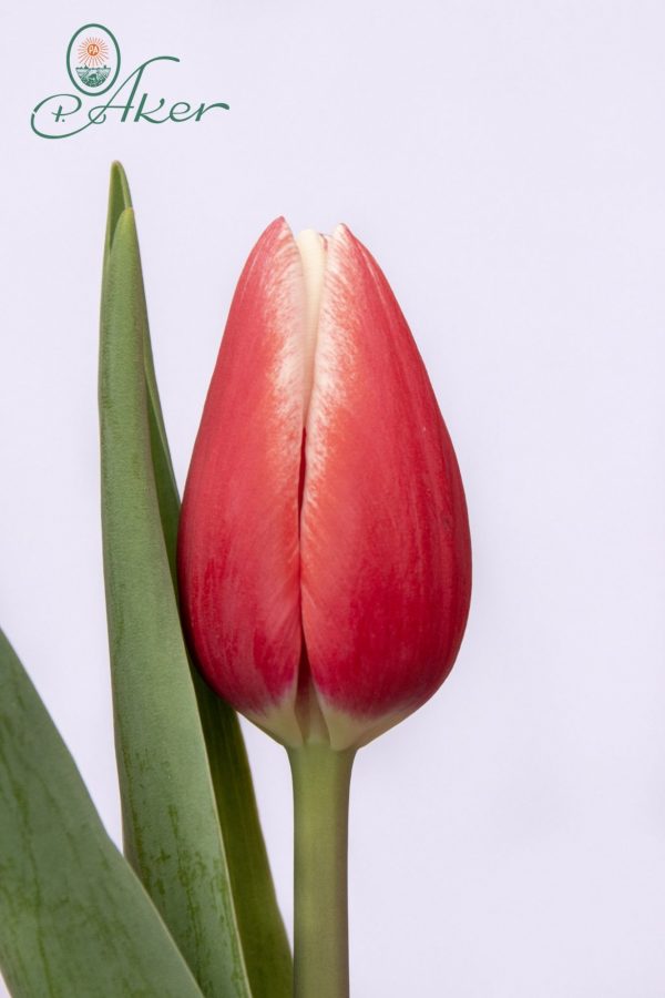 Beautiful red tulipa Timeless