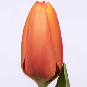 beautiful orange tulip Triple A