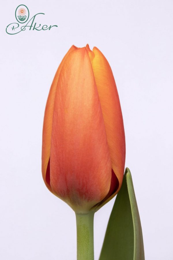 beautiful orange tulip Triple A