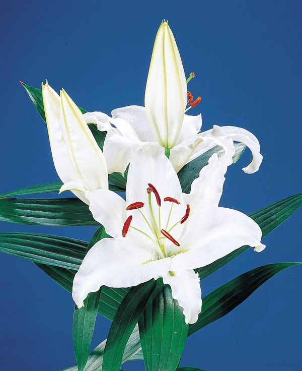 Beautiful white lily 'Universe'