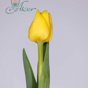 Single yellow tulip Vedi Napoli
