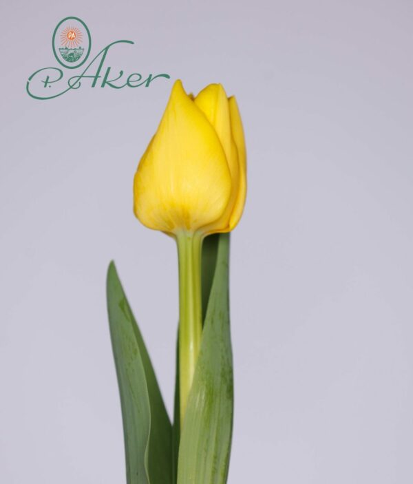 Single yellow tulip Vedi Napoli
