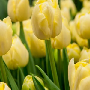 Yellow tulip Verona