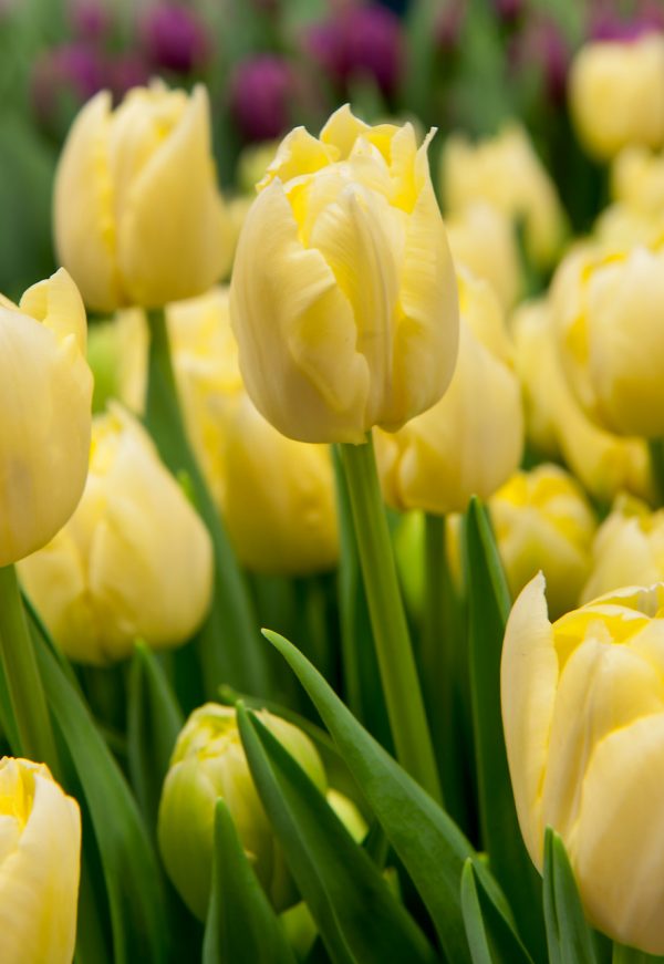 Yellow tulip Verona