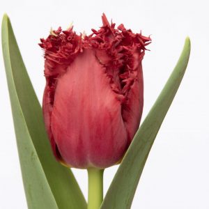 Beautiful red tulip Versaci