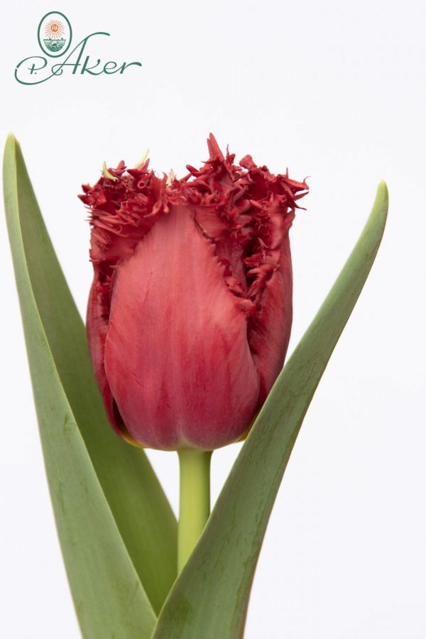 Beautiful red tulip Versaci