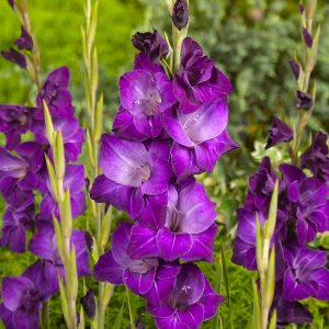 Purple gladiolus 'Violetta'