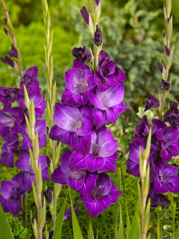 Purple gladiolus 'Violetta'