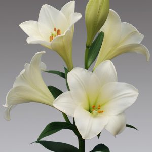 Watch up lily flower, find your flower bulbs here