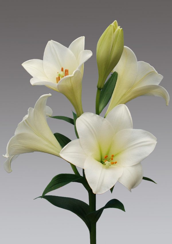 Watch up lily flower, find your flower bulbs here