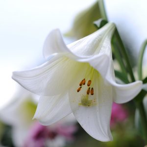 BEautiful white lily 'White Heaven'