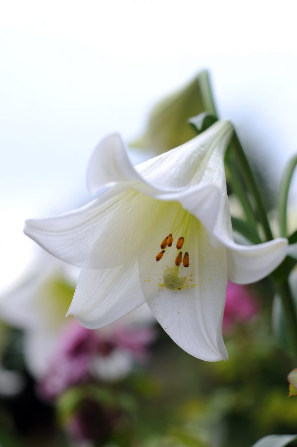 BEautiful white lily 'White Heaven'