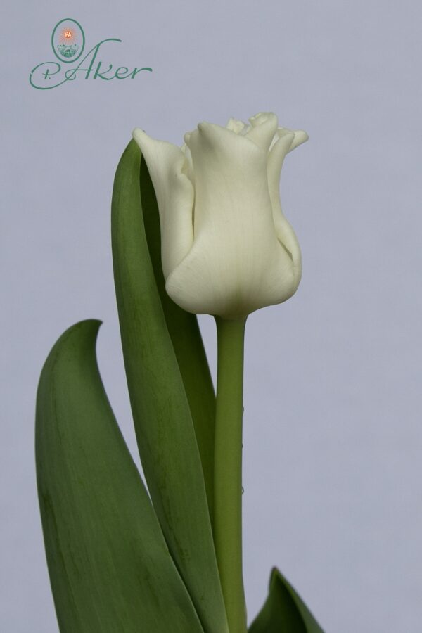 Single white tulip White Liberstar