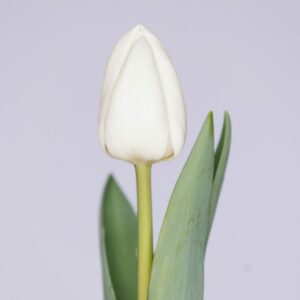 Single white tulip with green leaves White Master