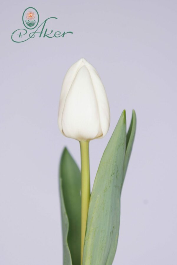 Single white tulip with green leaves White Master