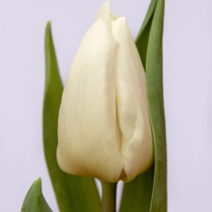 Beautiful white tulip White Prince