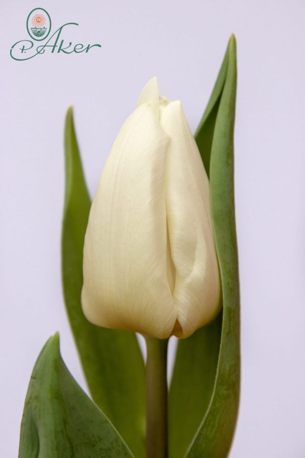 Beautiful white tulip White Prince