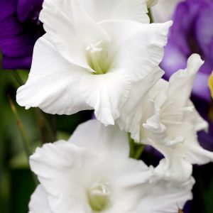 Beautiful white gladiolus 'White Prosperity'