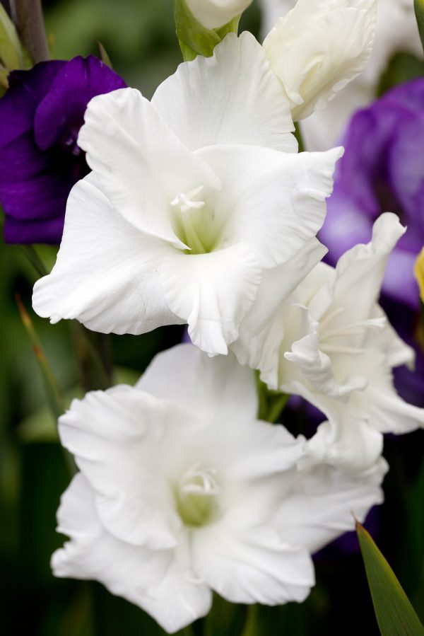 Beautiful white gladiolus 'White Prosperity'