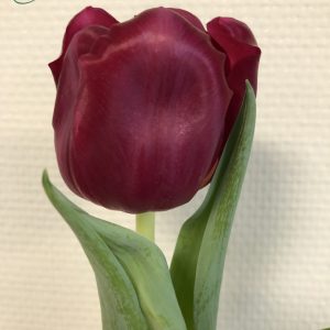 Close up with single red tulip