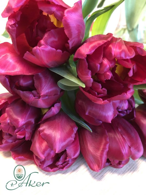 Bunch of red tulips