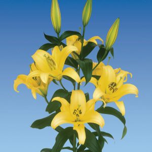 Beautiful yellow lily 'Yelloween'