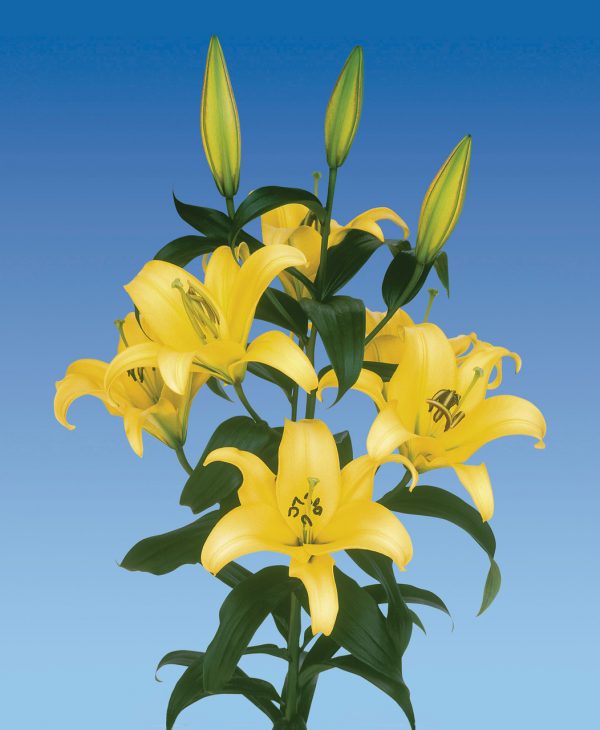 Beautiful yellow lily 'Yelloween'